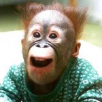 Baby-Urangutan-Monkey